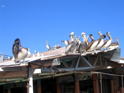 Pelícanos en el puerto de San Antonio