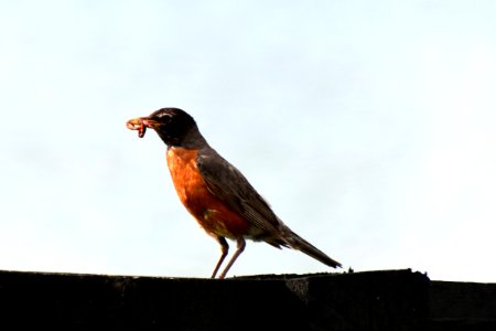 Robin with a meal