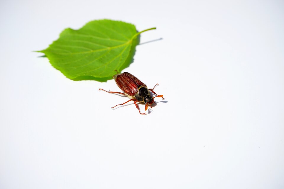 Insect krabbeltier spring