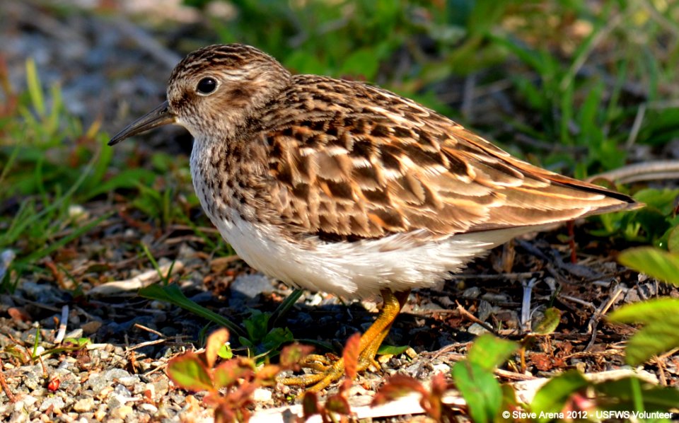 Least Sandpiper (Calidris minutilla) Great Meadows NWR, Concord, MA