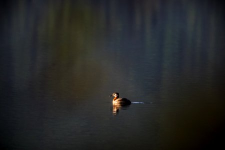 Rednecked Grebe