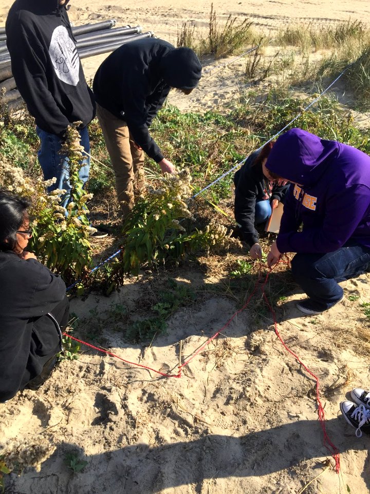 Quadrant sampling at Wreck Pond, N.J.