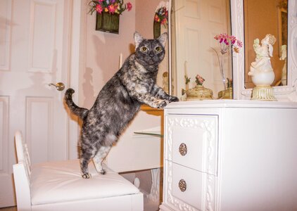 Cute domestic kitty