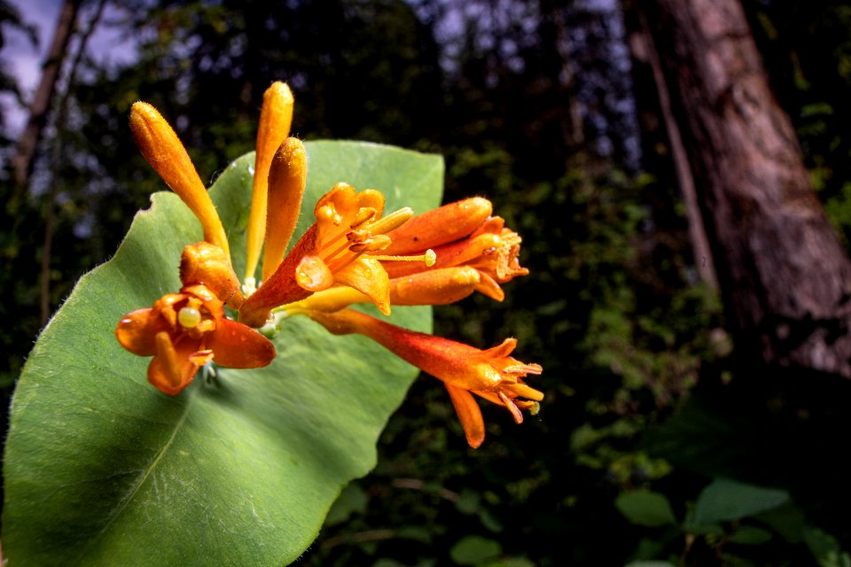 Orange Honeysuckle (Lonicera ciliosa)