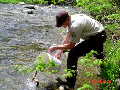 Brook trout stocking photo