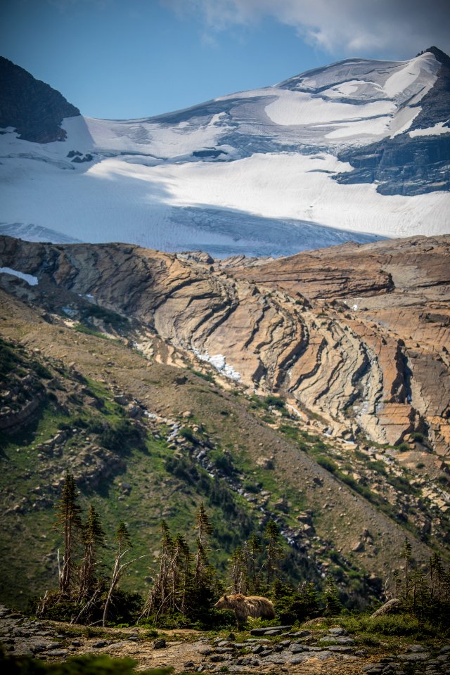 Grizzly Bear and Sperry Glacier