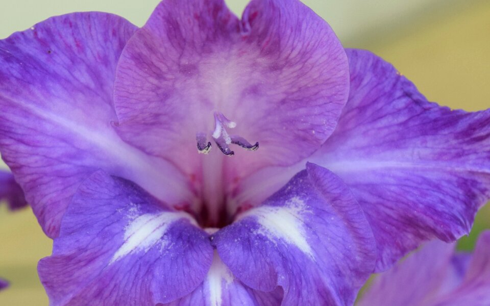 Flower lilac nature