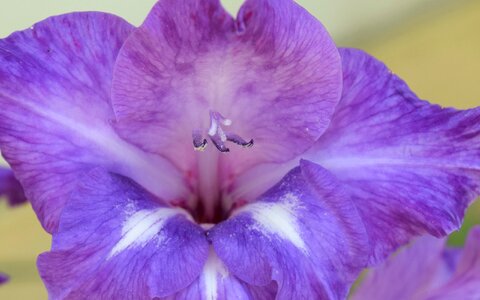 Flower lilac nature photo