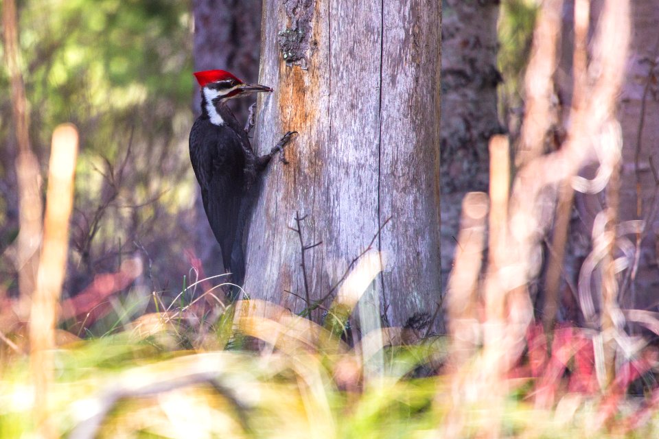 Pileated Woodpecker