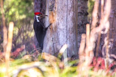 Pileated Woodpecker