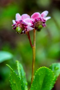 Pipsissewa - Chimaphila umbellata photo