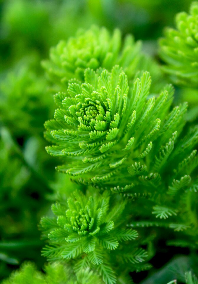 Algae anenome aquatic