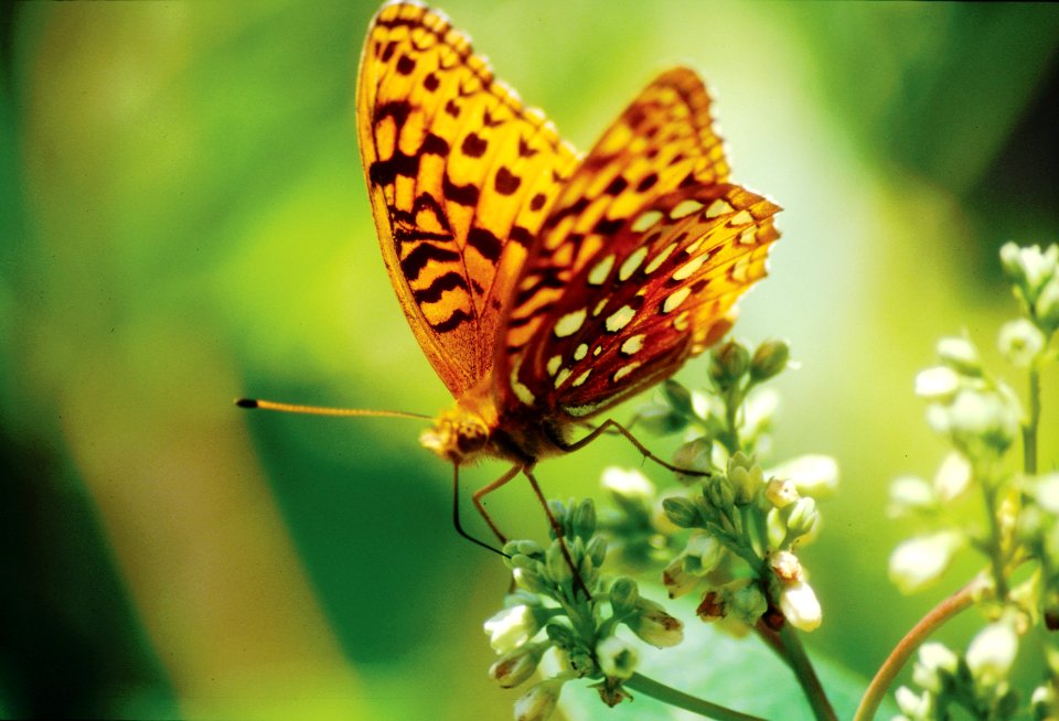 Photo of the Week - Aphrodite fritillary on milkweed
