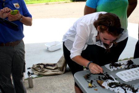 Examining Invertebrates