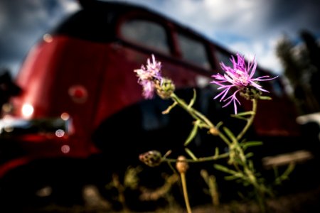 Spotted Knapweed photo