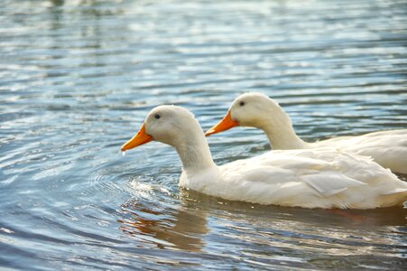 Ducks lake couple