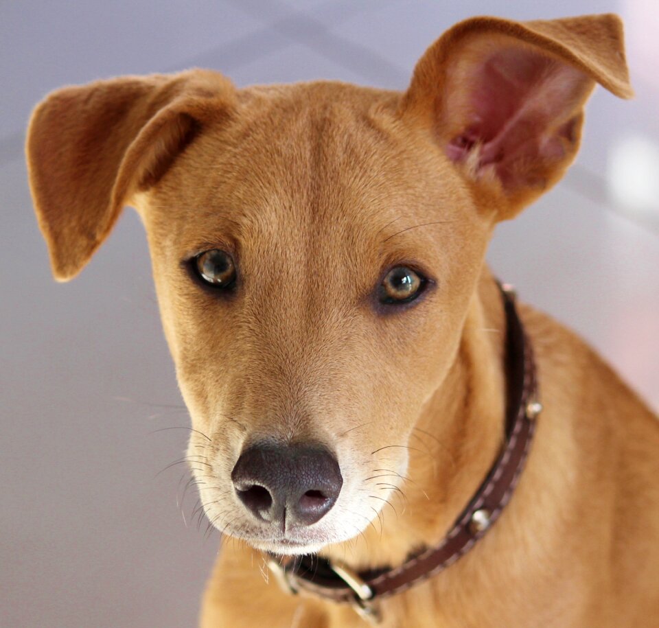 Small dog cute brown