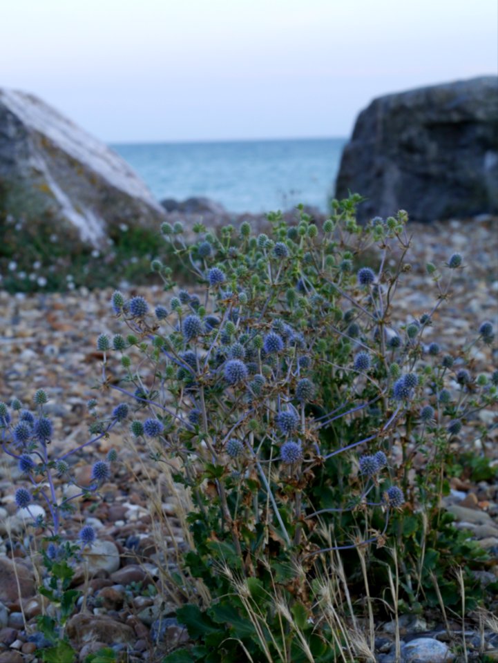 Beach flowers