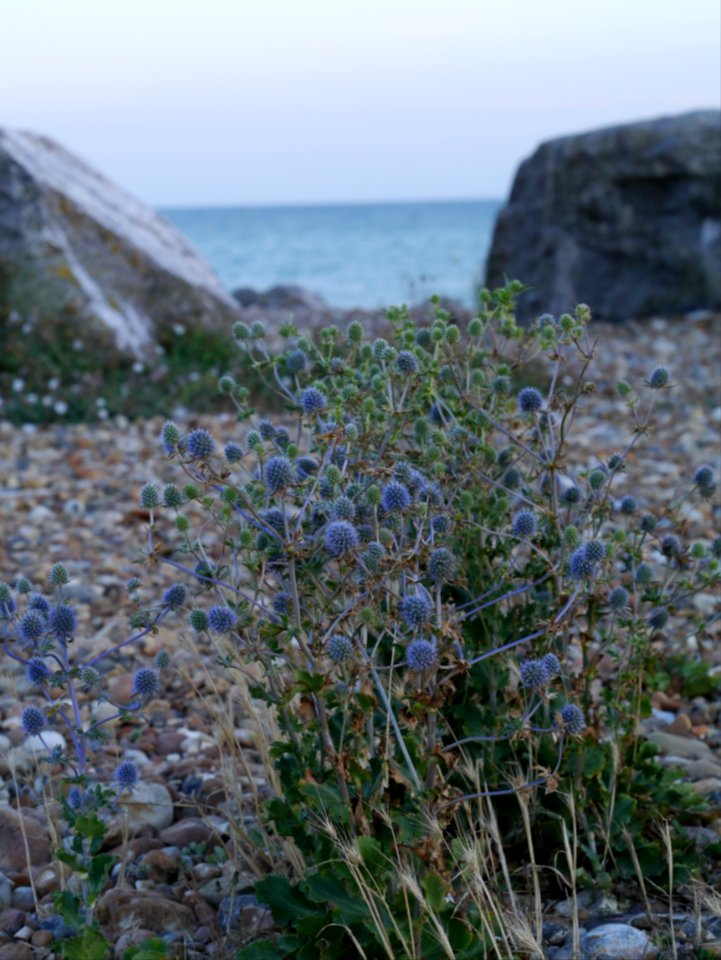 Beach flowers photo