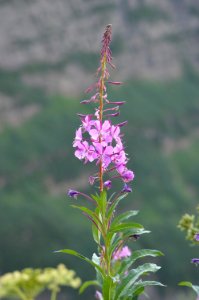 Fireweed (Chamerion angustifolium)