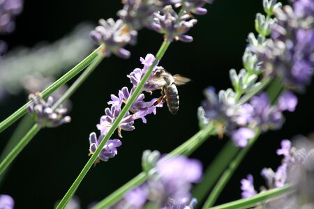Insect lavender flowers close up photo