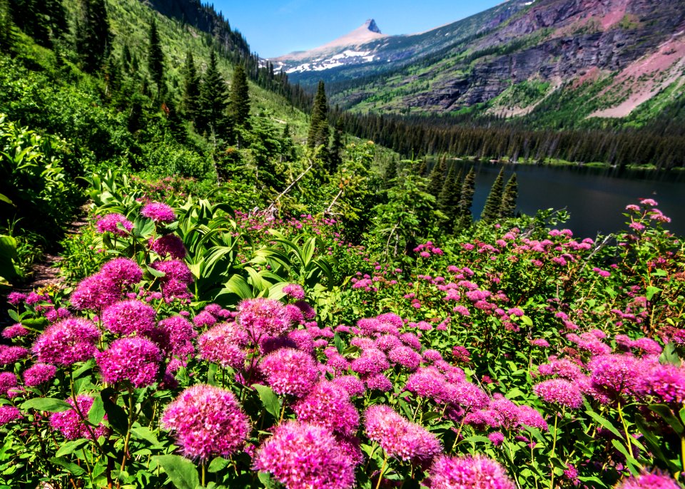 Subalpine spiraea (Spiraea densiflora)