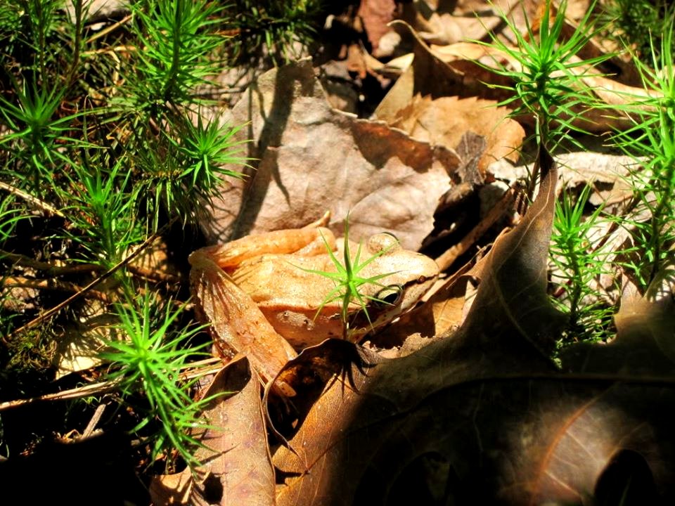 Wood Frog at Assabet River National Wildlife Refuge