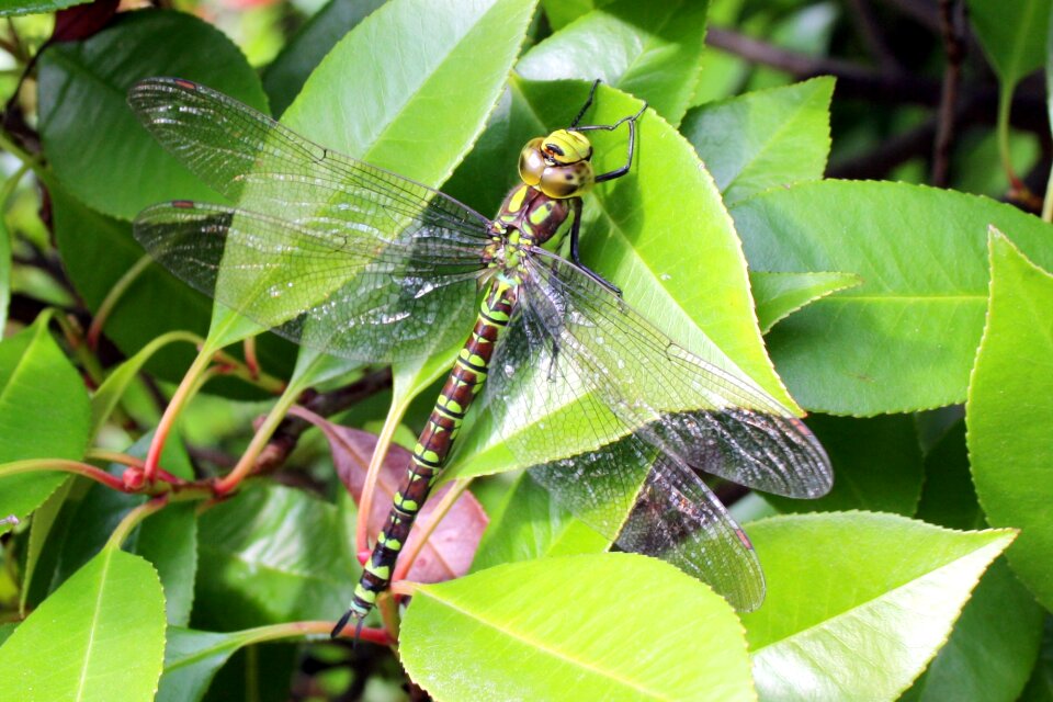 Wand dragonfly close up creature