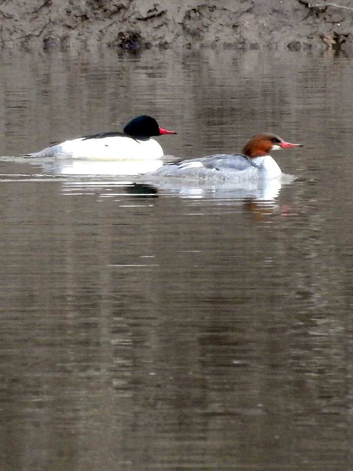 Common Mergansers