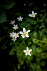 Fringed Grass-of-Parnassus (Parnassia fimbriata)