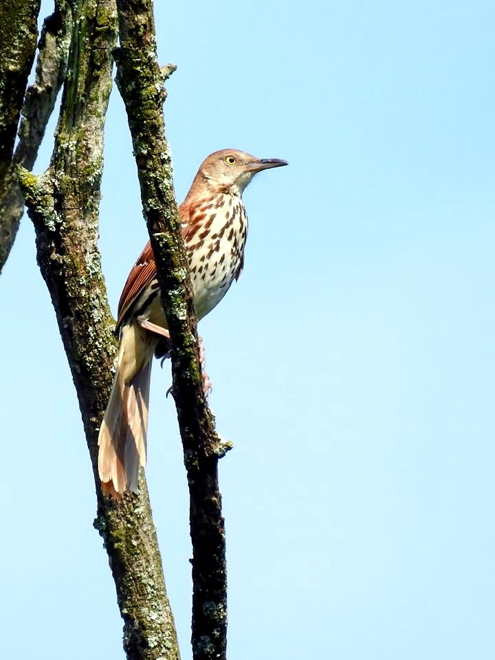 Brown thrasher ORINWR Michael Schramm USFWS 2020