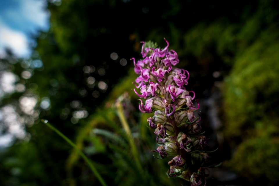 Elephant Flower (Pedicularis groenlandica)