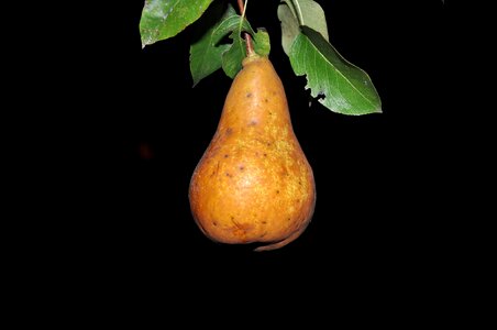 Pear summer macro