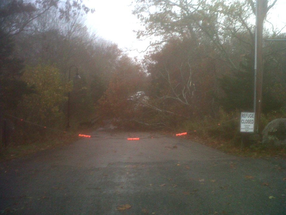 Downed tree at Rhode Island