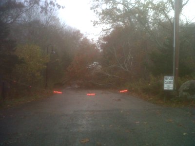 Downed tree at Rhode Island photo