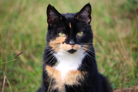 Domestic cat three coloured cat face