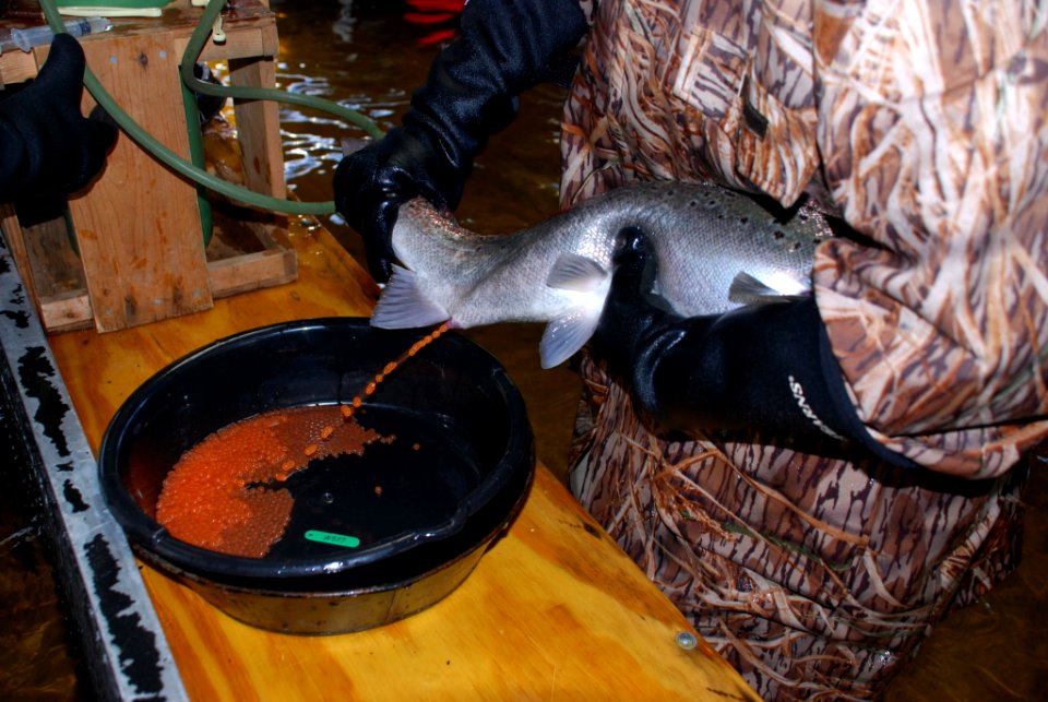 Hand spawn method for Atlantic salmon. Photo: USFWS