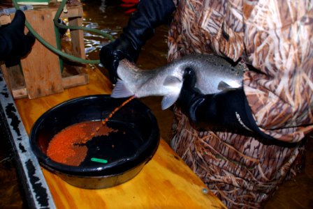 Hand spawn method for Atlantic salmon. Photo: USFWS photo