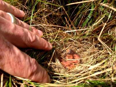 Baby Sparrows