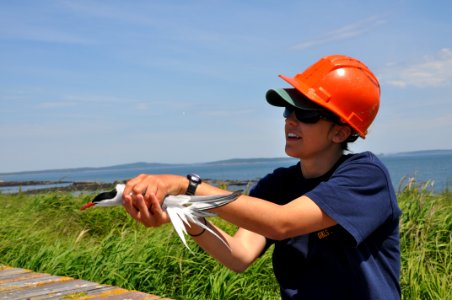 Island Researcher Releasing Tern