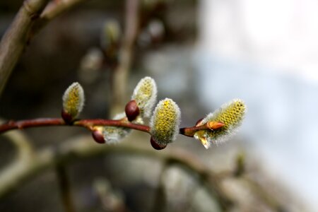 Bloom bud spring