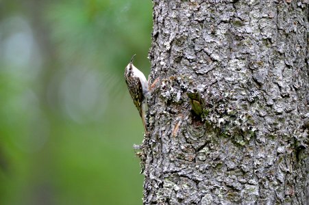 Brown Creeper photo