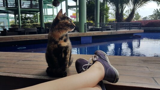 Animal cute relaxing