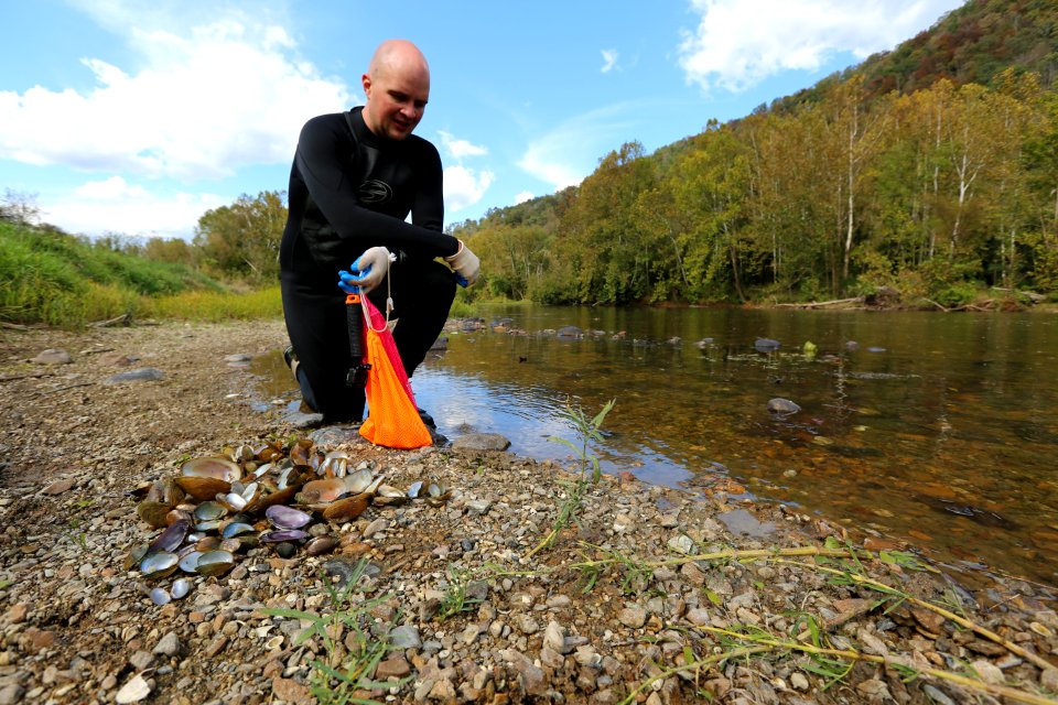 Mussel die-off