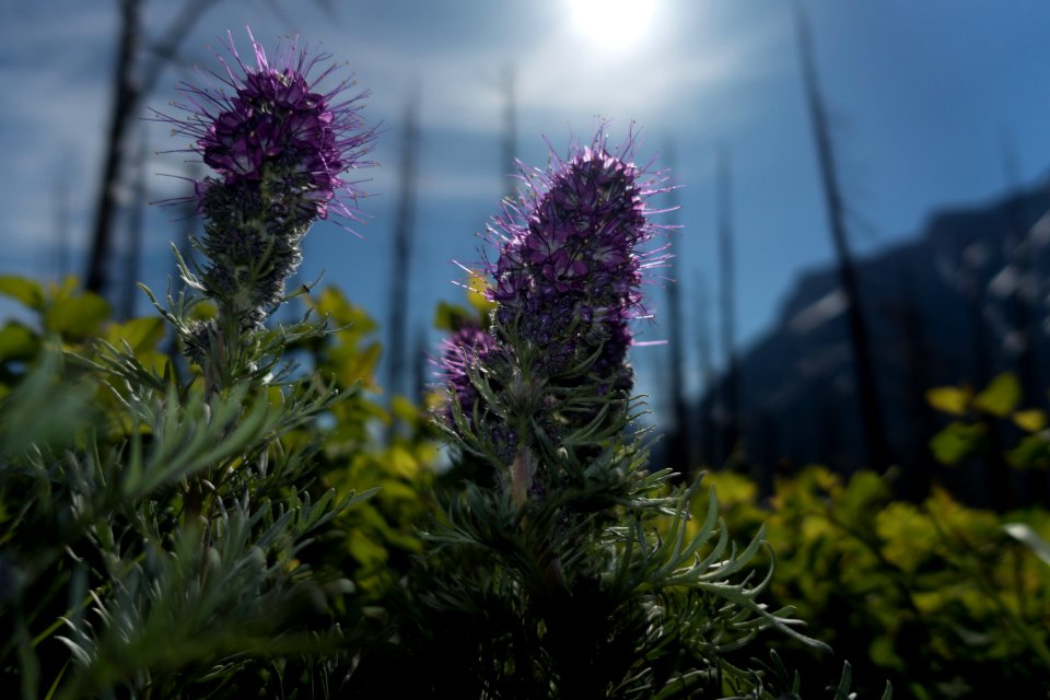 silky phacelia (Phacelia sericea) photo