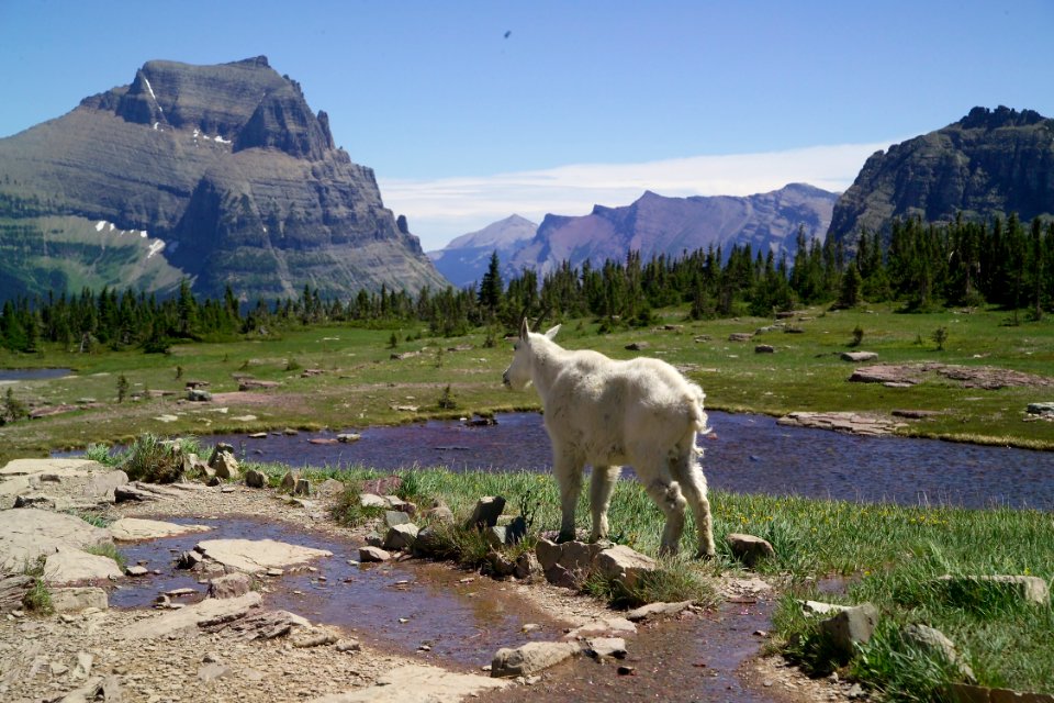 Mountain Goat photo