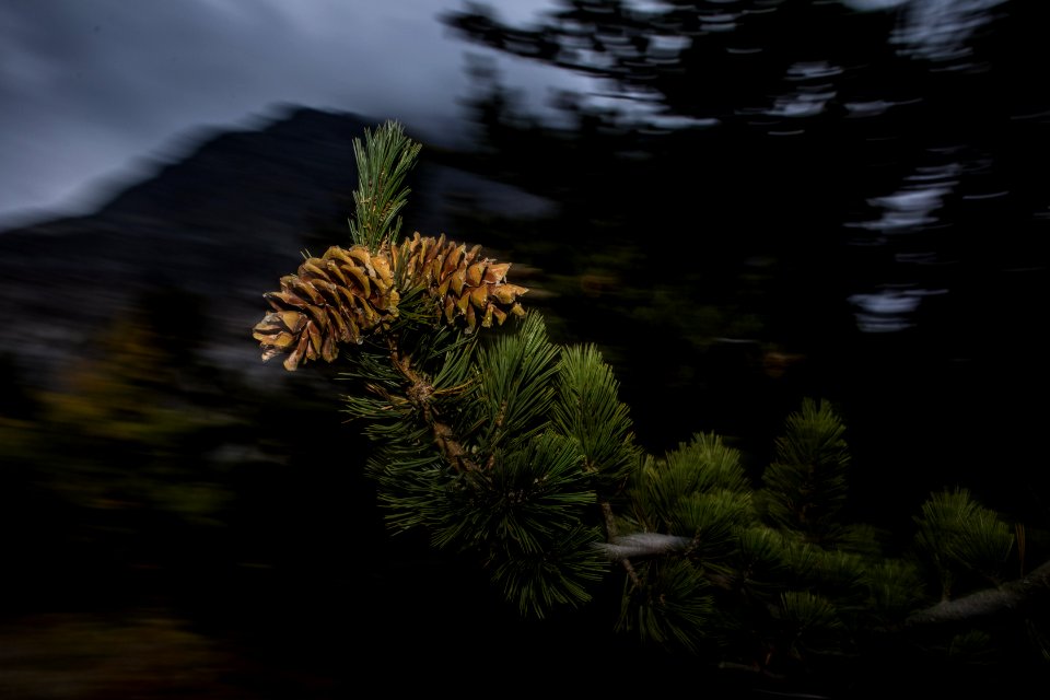 Limber Pine (Pinus flexilis)