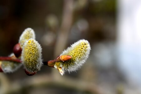 Bloom bud spring