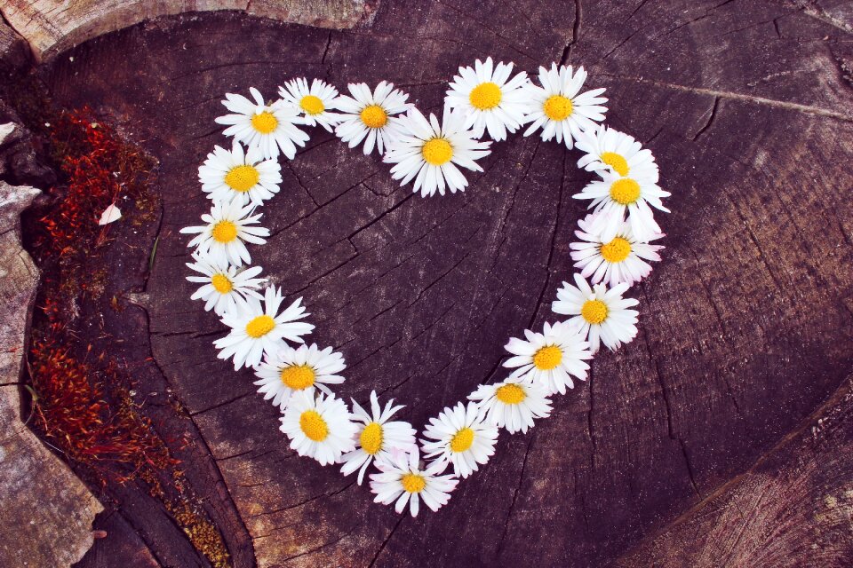Heart shaped flowers spring