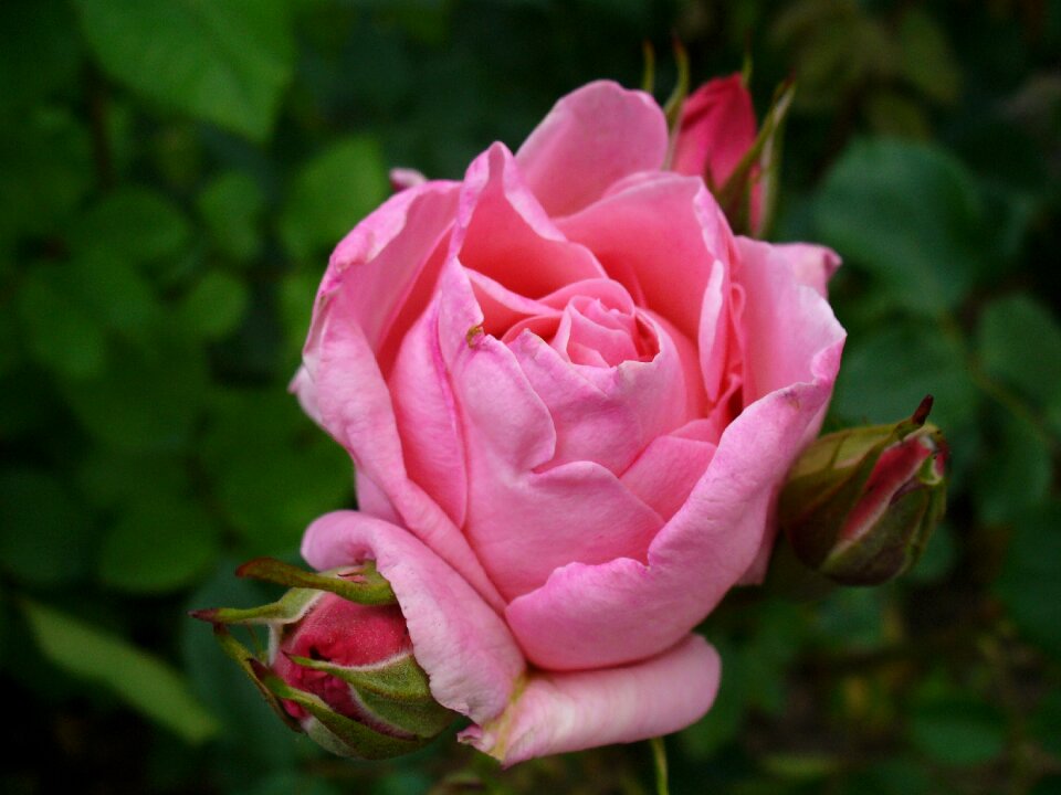 Pink flower petals nature